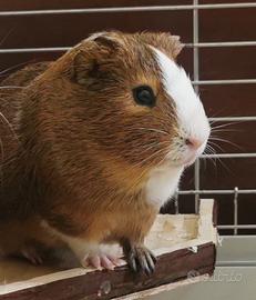 Cavia Porcellino d'India +tutto: gabbia grande ecc