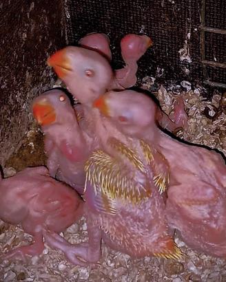 Pulli di parrocchetti dal collare