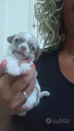 chihuahua 