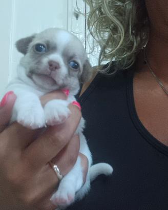 chihuahua 