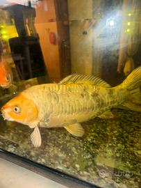 Carpa koy