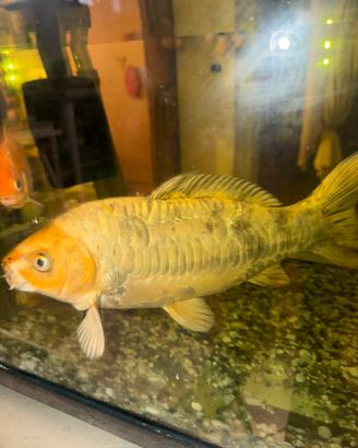 Carpa koy
