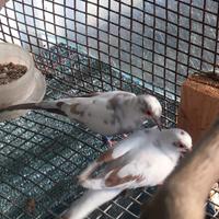 Tortore diamantine pezzate