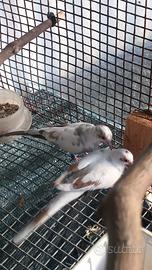 Tortore diamantine pezzate