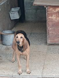 Seguito italiano