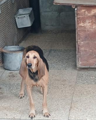 Seguito italiano