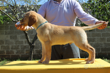 Labrador miele