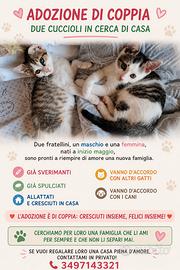 Gattini