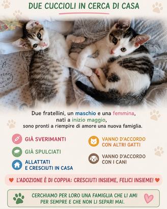 Gattini