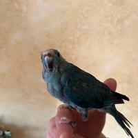 Kakariki allevato a mano