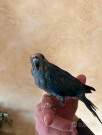 Kakariki allevato a mano