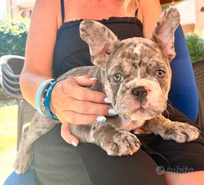 Bulldog francese blu merle