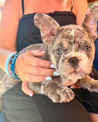 Bulldog francese blu merle