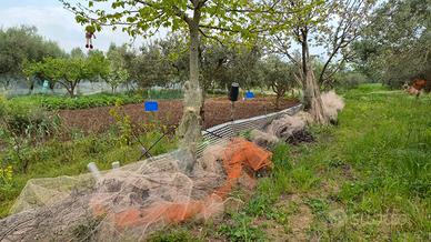 Terreno con uliveto