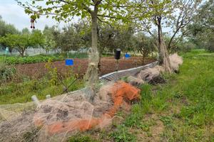Terreno con uliveto