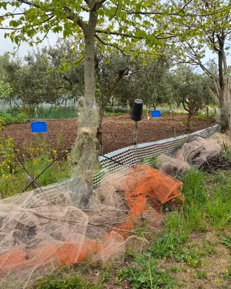 Terreno con uliveto