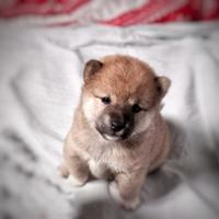 Shiba inu pedigree cuccioli