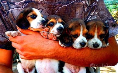 Cucciole di Beagle
