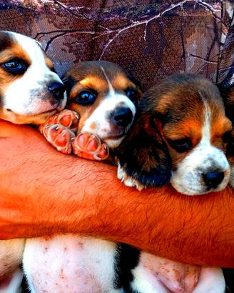 Cucciole di Beagle