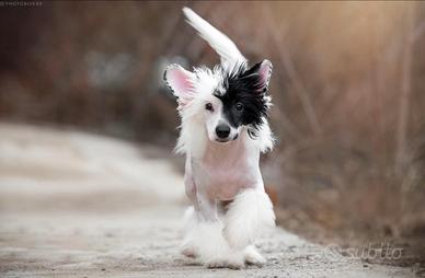 Stupendi cuccioli di Chinese Crested Dog