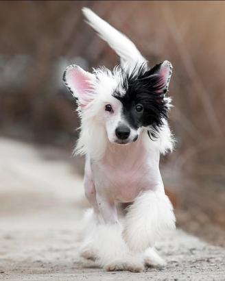 Stupendi cuccioli di Chinese Crested Dog
