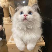 Cucciolo ragdoll