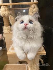 Cucciolo ragdoll