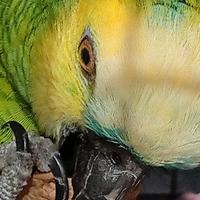 Pappagallo Amazzone Fronte Blù