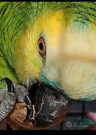 Pappagallo Amazzone Fronte Blù