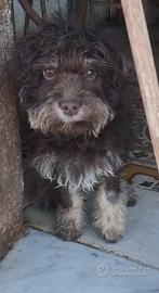 Lagotto Romagnolo