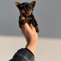 Cuccioli di Yorkshire Femminuccie