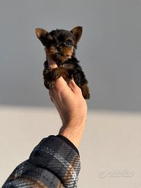 Cuccioli di Yorkshire Femminuccie