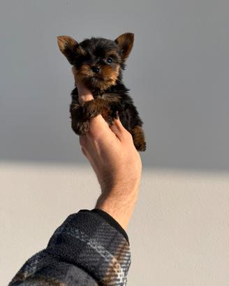 Cuccioli di Yorkshire Femminuccie