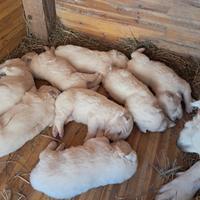 Cuccioli pastore pirenei maremmano