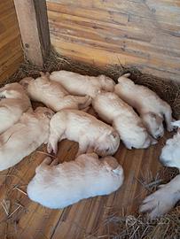 Cuccioli pastore pirenei maremmano