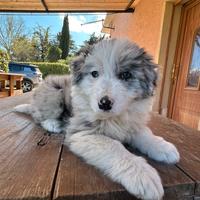 Border collie blue merle