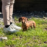 Cuccioli di 6 mesi bassotto tedesco