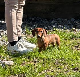 Cuccioli di 6 mesi bassotto tedesco