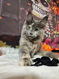 LEGGERE SOTTO Maine Coon Femmina