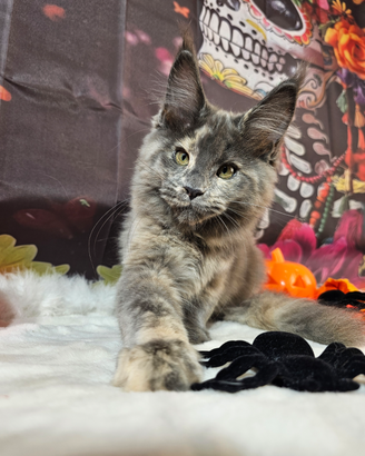 LEGGERE SOTTO Maine Coon Femmina