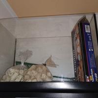 piccolo acquario 