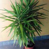 Pianta di Yucca
