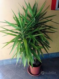 Pianta di Yucca