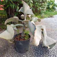 pianta orecchio di elefante
