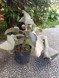 pianta orecchio di elefante