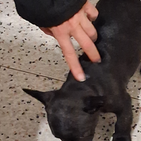 Cuccioli di bulldog francese