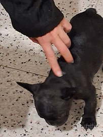 Cuccioli di bulldog francese