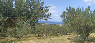 Vendo terreno non edificabile con 30 alberi di uli