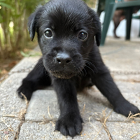 Vendita cucciole con pedigree labrador nere e miel