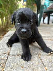 Vendita cucciole con pedigree labrador nere e miel